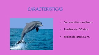 CARACTERISTICAS
• Miden de largo 3,5 m.
• Pueden vivir 50 años.
• Son mamíferos cetáceos
 