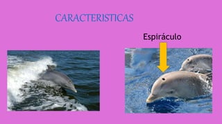 CARACTERISTICAS
Espiráculo
 