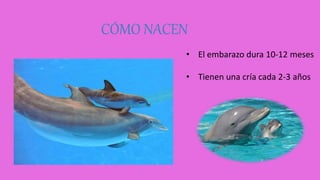 CÓMO NACEN
• El embarazo dura 10-12 meses
• Tienen una cría cada 2-3 años
 