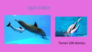 QUÉ COMEN
Tienen 100 dientes.
 