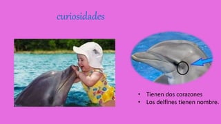 curiosidades
• Tienen dos corazones
• Los delfines tienen nombre.
 