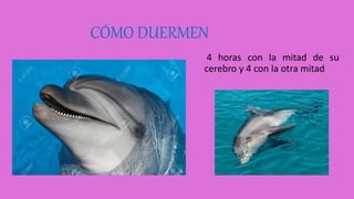 CÓMO DUERMEN
4 horas con la mitad de su
cerebro y 4 con la otra mitad
 