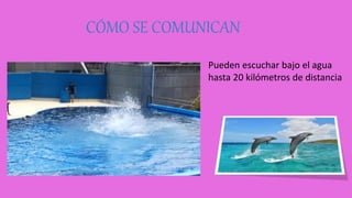CÓMO SE COMUNICAN
Pueden escuchar bajo el agua
hasta 20 kilómetros de distancia
 