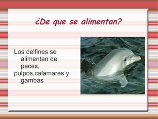 ¿De que se alimentan?   Los delfines se alimentan de peces, pulpos,calamares y gambas 