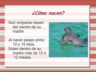 ¿Còmo nacen? Son vivìparos nacen del vientre de su madre. Al nacer pesan entre 10 y 15 kilos. Estan dentro de su madre más de 10 ó  12 meses. 