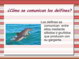 ¿Cómo se comunican los delfines? Los delfines se comunican  entre  ellos mediante silbidos o gruñidos que producen con su garganta. 