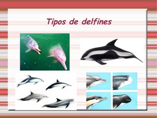 Tipos de delfines 