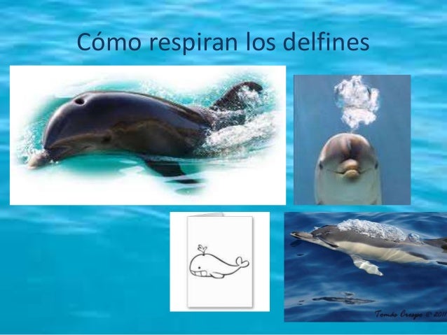 LOS DELFINES