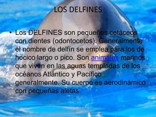 LOS DELFINES Los DELFINES son pequeños cetáceos con dientes (odontocetos). Generalmente el nombre de delfín se emplea para los de hocico largo o pico. Son animales marinos que viven en las aguas templadas de los océanos Atlántico y Pacífico generalmente. Su cuerpo es aerodinámico con pequeñas aletas. 