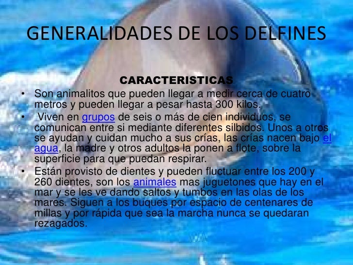 Los Delfines, Lossma