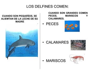 LOS DELFINES COMEN: PECES CALAMARES MARISCOS CUANDO SON PEQUEÑOS, SE ALIEMTAN DE LA LECHE DE SU MADRE CUANDO SON GRANDES COMEN PECES, MARISCOS Y CALAMARES.