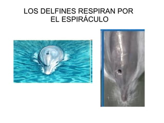 LOS DELFINES RESPIRAN POR EL ESPIRÁCULO