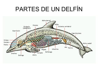 PARTES DE UN DELFÍN