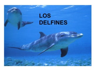 ELS DOFINS LOS DELFINES 