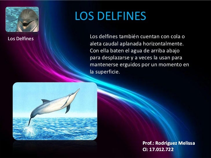 Los delfines presentacion
