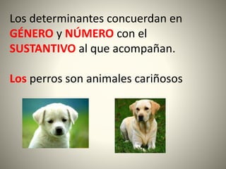 Los determinantes concuerdan en
GÉNERO y NÚMERO con el
SUSTANTIVO al que acompañan.
Los perros son animales cariñosos
 