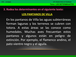 3. Rodea los determinantes en el siguiente texto:
LOS PANTANOS DE VILLA
En los pantanos de Villa las aguas subterráneas
forman lagunas y los terrenos se cubren con
totora. A estas áreas se las conoce como
humedales. Muchas aves frecuentan estos
pantanos y algunos están en peligro de
extinción. Por ejemplo, el flamenco andino, el
pato vientre negro y el águila.
VIII - Unidad:
Tema: LOS DETERMINANTES
I.E.P «Nuestra Señora de Guadalupe»
 