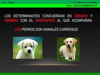 LOS DETERMINANTES CONCUERDAN EN GÉNERO Y
NÚMERO CON EL SUSTANTIVO AL QUE ACOMPAÑAN.
LOS PERROS SON ANIMALES CARIÑOSOS
VIII - Unidad:
Tema: LOS DETERMINANTES
I.E.P «Nuestra Señora de Guadalupe»
 