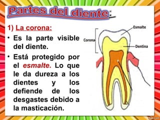 1) La corona:
• Es la parte visible
del diente.
• Está protegido por
el esmalte. Lo que
le da dureza a los
dientes
y
los
defiende de los
desgastes debido a
la masticación.

 