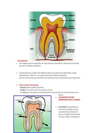 LOS DIENTES
• Son órganos duros pequeños de color blanco amarillento, dispuestos en forma
de arco en ambos maxilares.
• Constituidos por tejidos bien diferenciados que derivan de diferentes capas
embrionarias. Ellos en su conjunto forman el sistema dentario.
Son las estructuras que permiten la masticación de los alimentos que ingerimos.
• Se les conoce tres partes:
- Corona parte visible del diente.
- Cuello es la unión entre la corona y la raíz.
- La raíz que es la parte oculta del diente y que permite la unión de éste con el
hueso.
• LOS DIENTES ESTÁN
FORMADOS POR 4 TEJIDOS:
• El esmalte que protege al
resto de los tejidos y cuya
característica principal es
que es el tejido más duro de
nuestro cuerpo. Compuesto
 