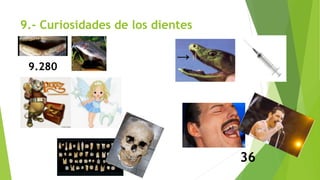 9.- Curiosidades de los dientes
9.280
36
 