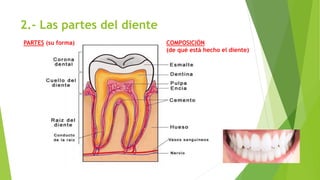 2.- Las partes del diente
PARTES (su forma) COMPOSICIÓN
(de qué está hecho el diente)
 