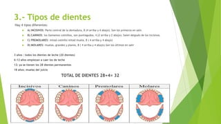 3.- Tipos de dientes
Hay 4 tipos diferentes:
 A) INCISIVOS: Parte central de la dentadura, 8 (4 arriba y 4 abajo). Son los primeros en salir.
 B) CANINOS: los llamamos colmillos, son puntiagudos, 4 (2 arriba y 2 abajo). Salen después de los incisivos.
 C) PREMOLARES: mitad colmillo mitad muela, 8 ( 4 arriba y 4 abajo)
 D) MOLARES: muelas, grandes y planos, 8 ( 4 arriba y 4 abajo).Son los últimos en salir
3 años : todos los dientes de leche (20 dientes)
6-12 años empiezan a caer los de leche
12: ya se tienen los 28 dientes permanentes
18 años: muelas del juicio
TOTAL DE DIENTES 28+4= 32
 