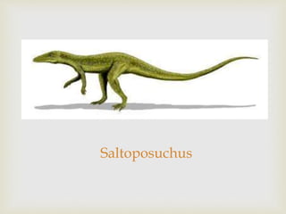 Saltoposuchus
 