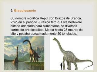 5. Braquiosaurio
Su nombre significa Reptil con Brazos de Branca.
Vivió en el periodo Jurásico tardío. Este herbívoro
estaba adaptado para alimentarse de diversas
partes de árboles altos. Medía hasta 28 metros de
alto y pesaba aproximadamente 50 toneladas.
 