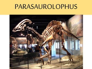 PARASAUROLOPHUS
 