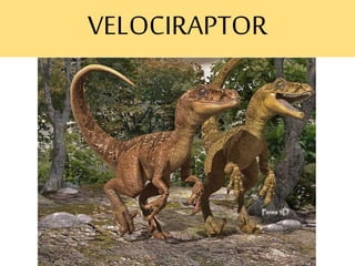 VELOCIRAPTOR
 