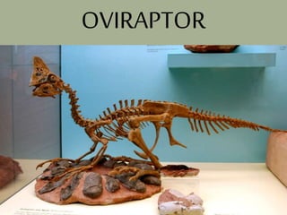 OVIRAPTOR
 