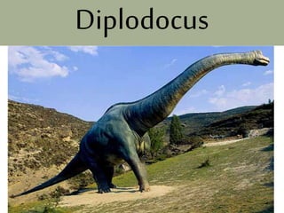Diplodocus
 