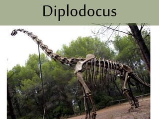 Diplodocus
 