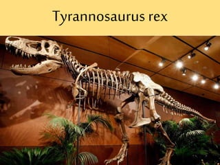 Tyrannosaurus rex
 