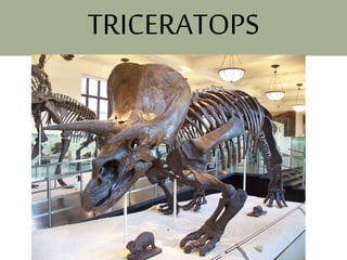 TRICERATOPS
 