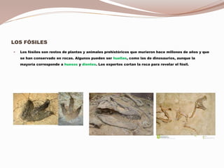 LOS FÓSILES
 Los fósiles son restos de plantas y animales prehistóricos que murieron hace millones de años y que
se han conservado en rocas. Algunos pueden ser huellas, como las de dinosaurios, aunque la
mayoría corresponde a huesos y dientes. Los expertos cortan la roca para revelar el fósil.
 