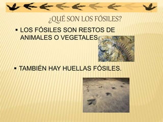 ¿QUÉ SON LOS FÓSILES?
 LOS FÓSILES SON RESTOS DE
ANIMALES O VEGETALES.
 TAMBIÉN HAY HUELLAS FÓSILES.
 