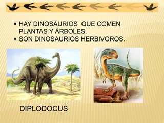  HAY DINOSAURIOS QUE COMEN
PLANTAS Y ÁRBOLES.
 SON DINOSAURIOS HERBIVOROS.
DIPLODOCUS
 
