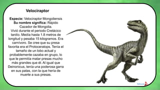 Velociraptor
Especie: Velociraptor Mongoliensis
Su nombre significa: Rápido
Cazador de Mongolia.
Vivió durante el periodo Cretácico
tardío. Medía hasta 1.8 metros de
longitud y pesaba 15 kilogramos. Era
carnívoro. Se cree que su presa
favorita era el Protoceratops. Tenía el
tamaño de un lobo actual y
probablemente cazaba en grupo, lo
que le permitía matar presas mucho
más grandes que él. Al igual que
Deinonicus, tenía una poderosa garra
en sus patas, con la que hería de
muerte a sus presas.
 