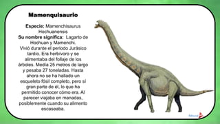 Mamenquisaurio
Especie: Mamenchisaurus
Hochuanensis
Su nombre significa: Lagarto de
Hochuan y Mamenchi.
Vivió durante el periodo Jurásico
tardío. Era herbívoro y se
alimentaba del follaje de los
árboles. Medía 25 metros de largo
y pesaba 27 toneladas. Hasta
ahora no se ha hallado un
esqueleto fósil completo, pero sí
gran parte de él, lo que ha
permitido conocer cómo era. Al
parecer viajaba en manadas,
posiblemente cuando su alimento
escaseaba.
 