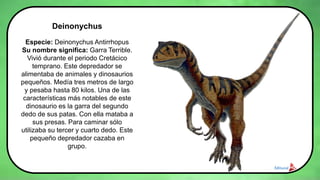 Deinonychus
Especie: Deinonychus Antirrhopus
Su nombre significa: Garra Terrible.
Vivió durante el periodo Cretácico
temprano. Este depredador se
alimentaba de animales y dinosaurios
pequeños. Medía tres metros de largo
y pesaba hasta 80 kilos. Una de las
características más notables de este
dinosaurio es la garra del segundo
dedo de sus patas. Con ella mataba a
sus presas. Para caminar sólo
utilizaba su tercer y cuarto dedo. Este
pequeño depredador cazaba en
grupo.
 