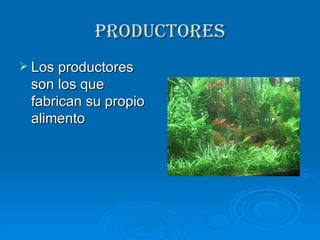 Productores Los productores son los que fabrican su propio alimento 