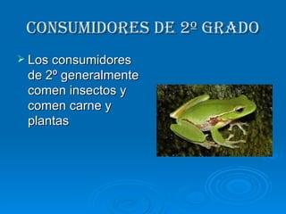 Consumidores de 2º grado Los consumidores de 2º generalmente comen insectos y comen carne y plantas 