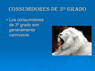 Consumidores de 3º grado Los consumidores de 3º grado son generalmente carnívoros  