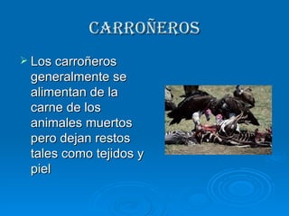 Carroñeros Los carroñeros generalmente se alimentan de la carne de los animales muertos pero dejan restos tales como tejidos y piel 