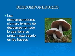 descomponedores Los descomponedores siempre termina de descomponer todo lo que tiene su presa hasta dejarlo en los huesos 