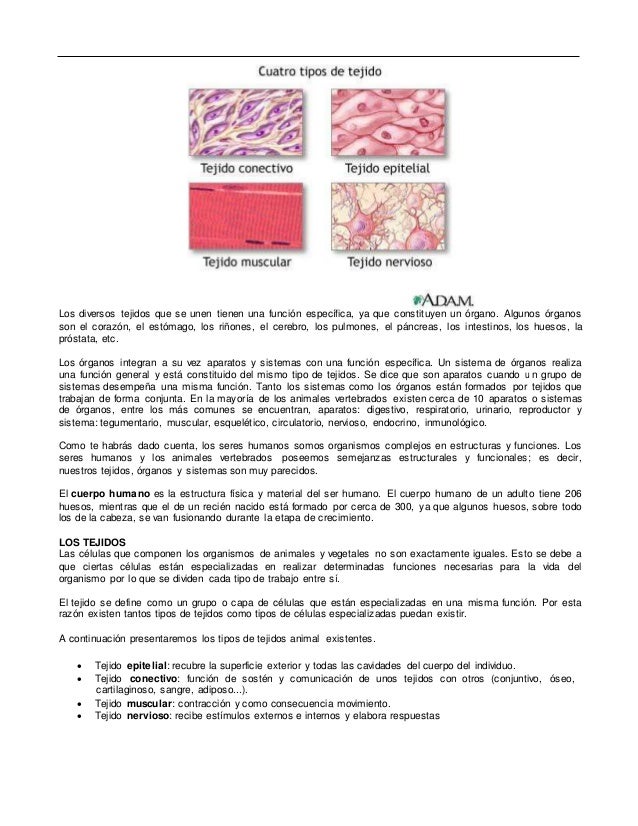 Los Diversos Tejidos Y Sistemas