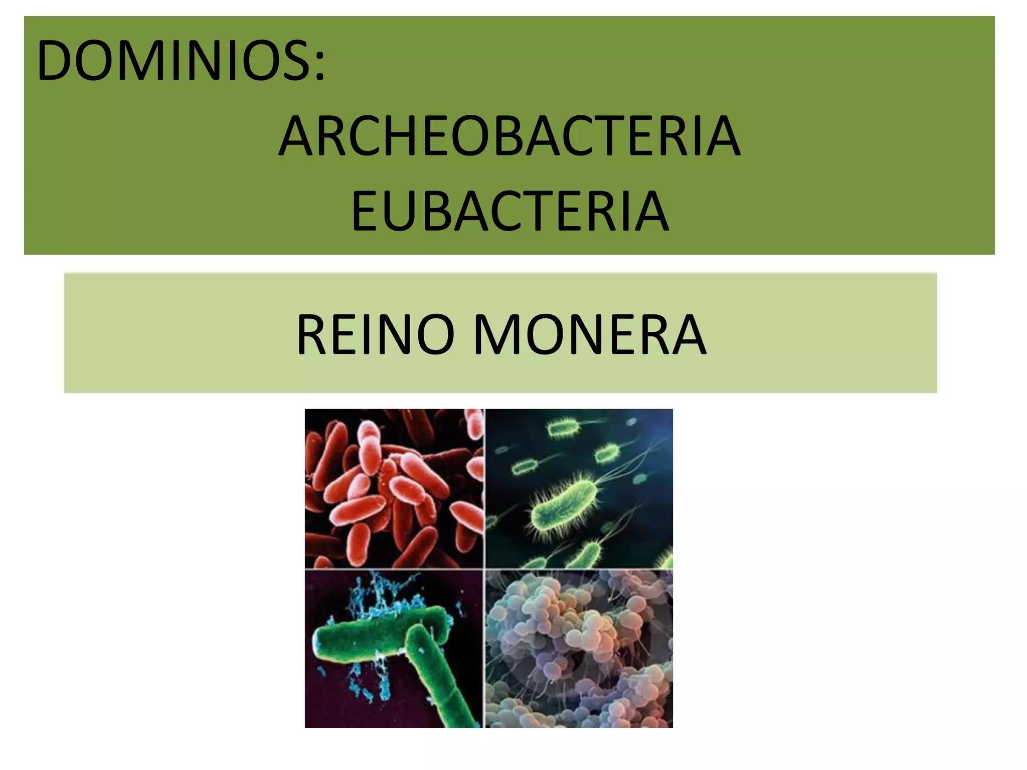 Los dominios archeobacteria y eubacteria. reino monera | PDF