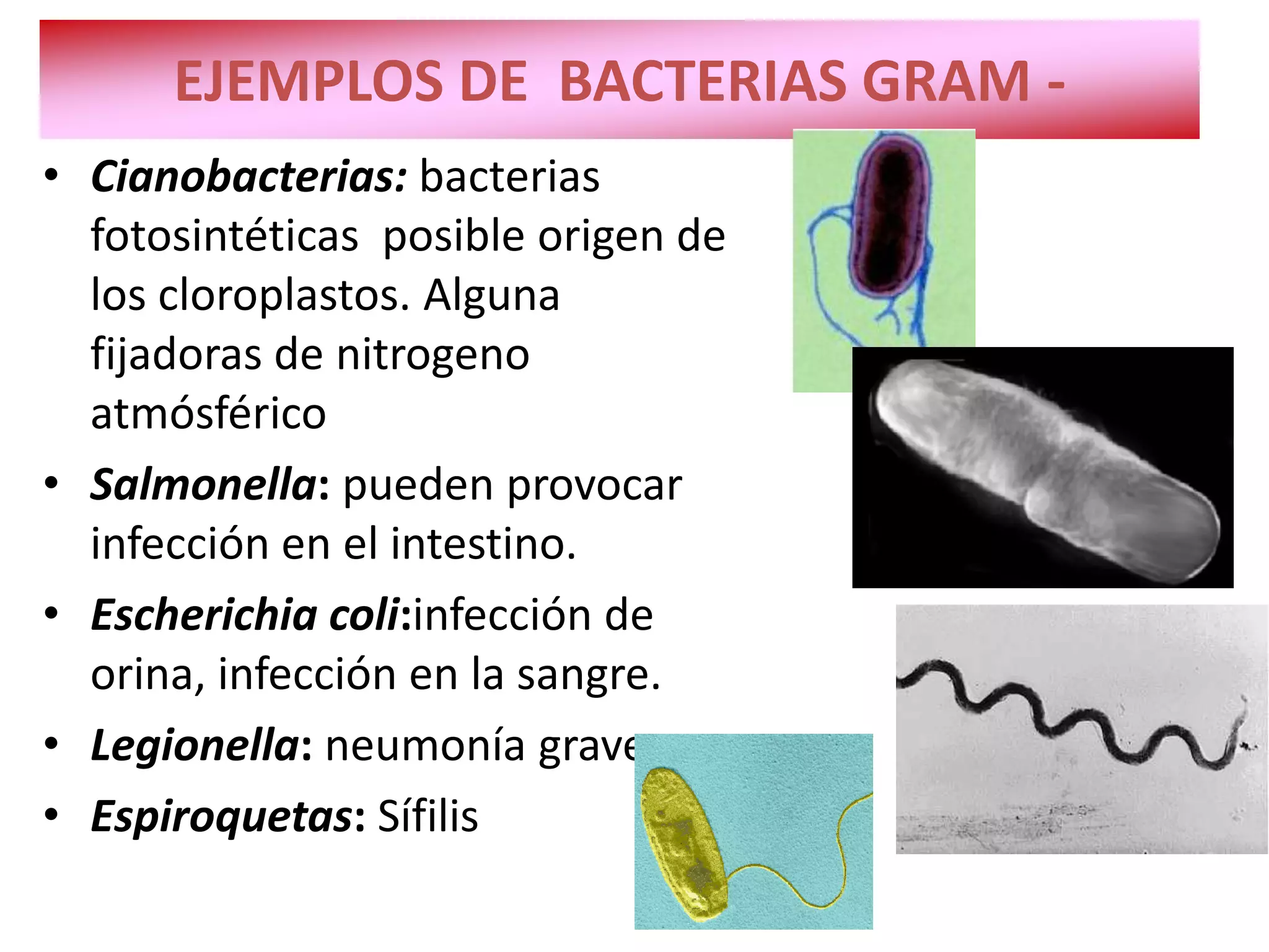 Los dominios archeobacteria y eubacteria. reino monera | PDF